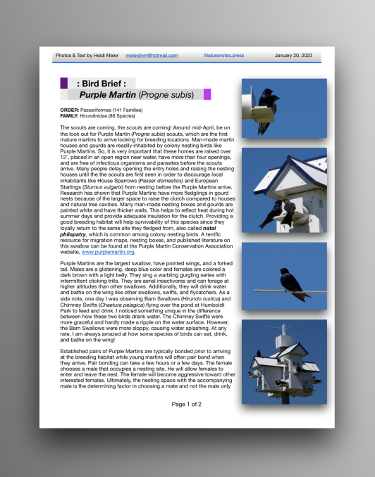 Purple Martins