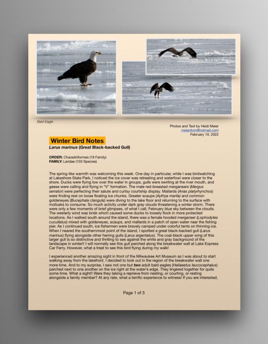Great Black-Backed Gulls