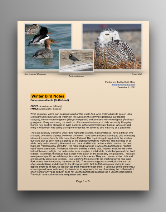 Buffleheads