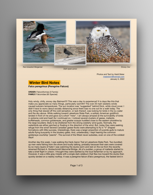 Peregrine Falcons