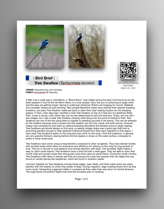 Tree Swallows