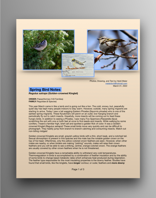 Golden-Crowned Kinglet