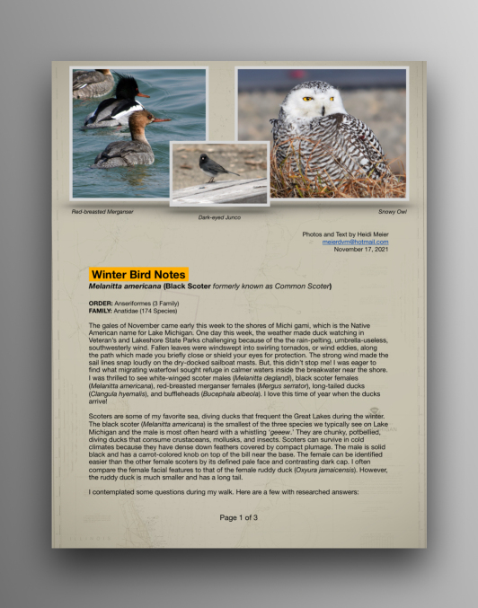Black Scoters