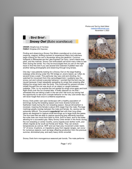 Snowy Owls