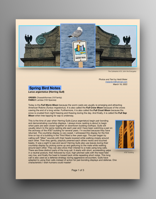 Herring Gulls