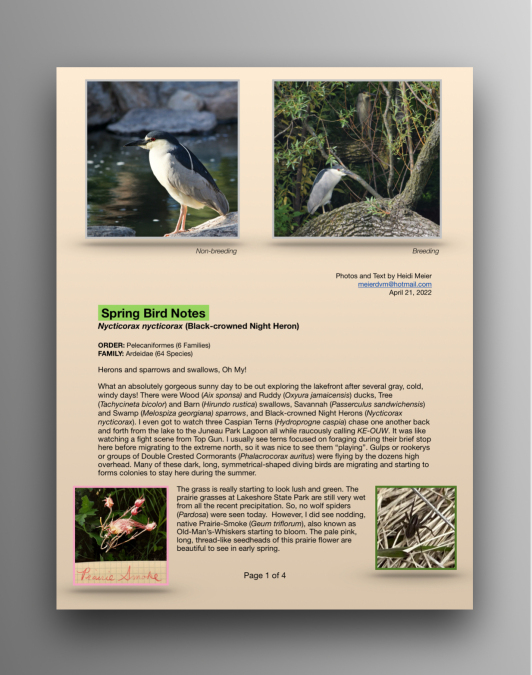 Black-Crowned Night Herons