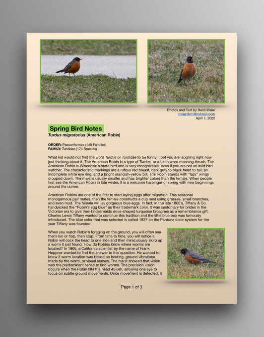 American Robins