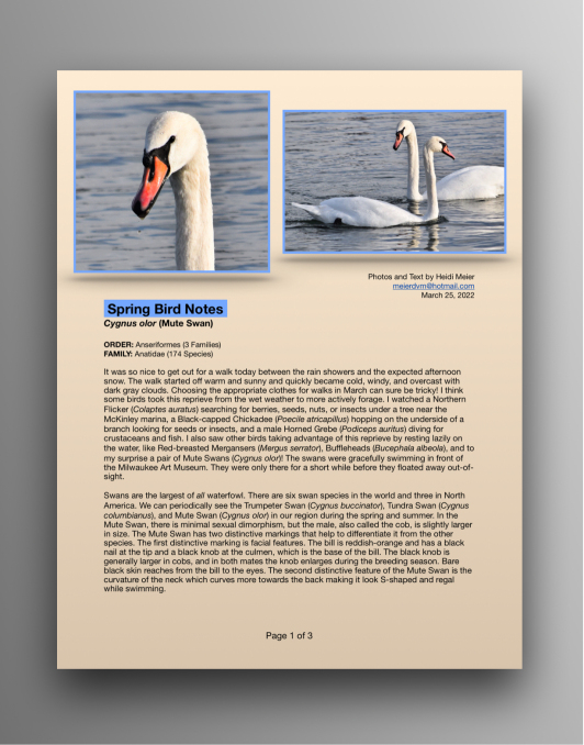 Mute Swans