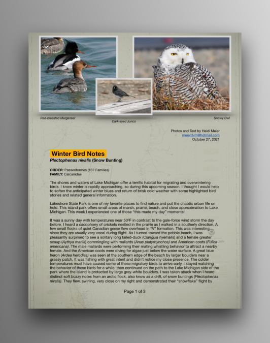 Snow Buntings