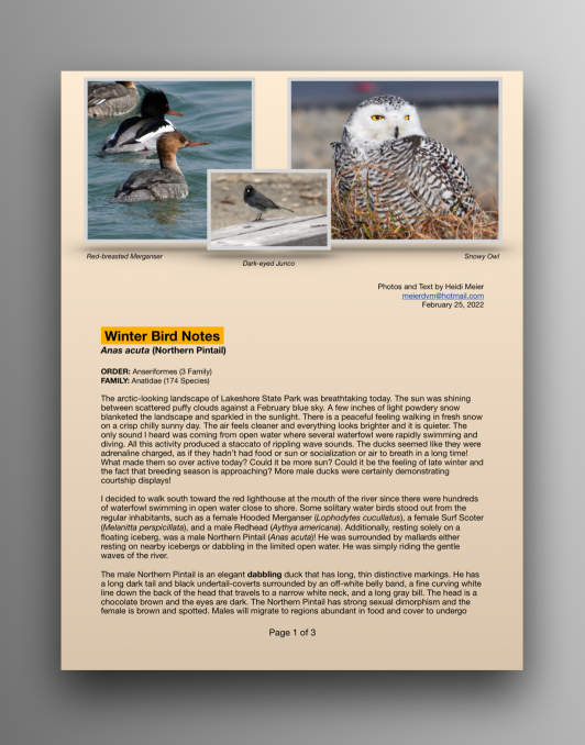 Northern Pintails