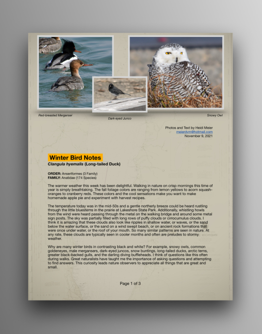 Long-Tailed Ducks
