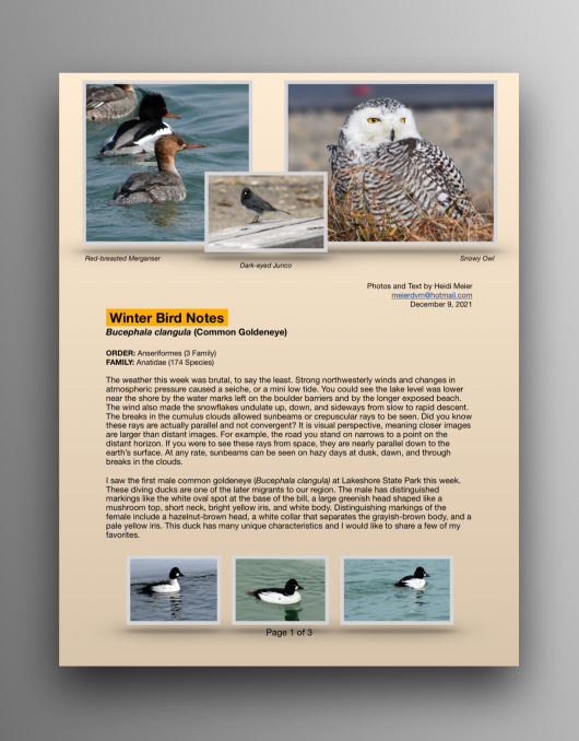 Common Goldeneye Ducks
