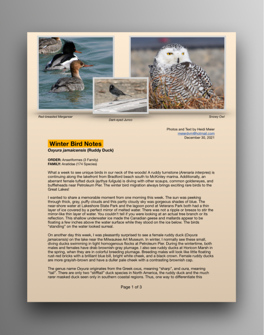 Ruddy Ducks